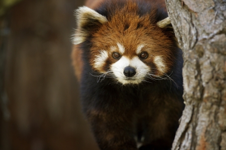 Red panda - white, cute, aninal, face, red panda