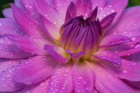 Flower - skin, purple, summer, macro, texture, flower, pink