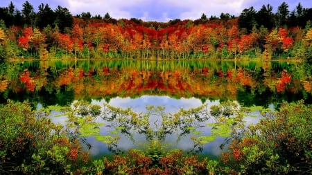 Autumn Forest - trees, nature, autumn, lake, forest