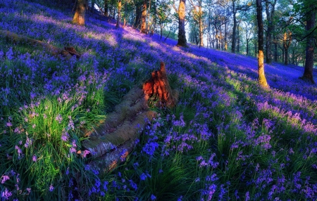 Floral Slope - nature, slope, trees, forest, flowers