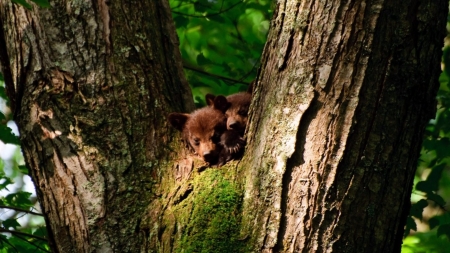 Twin Brown Bears - paws, animals, baby, bears, eyes, brown, tree, ominou, twin