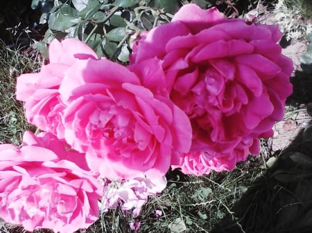 Pink roses - flowers, roses, pink, nature