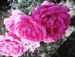 Pink roses