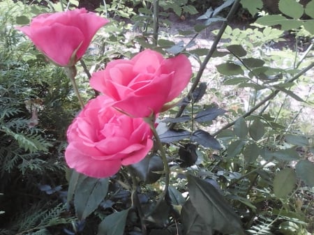 Roses - flowers, summer, roses, pink