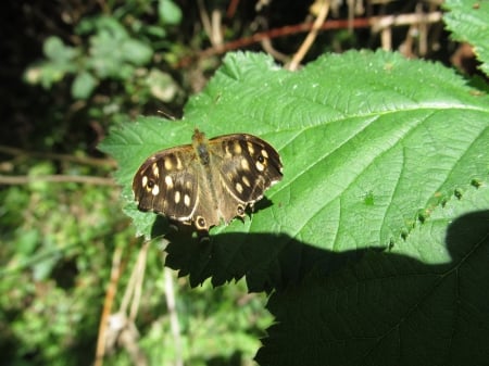 Brown Spotted Butterfly