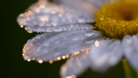 Dew - summer, dew, yellow, white, water drops, macro, petal, skin, daisy