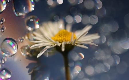 Daisy - white, flower, water drops, yellow, blue, daisy