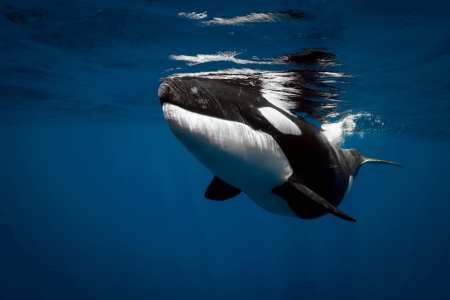 Orcinus orca - whale, water, summer, sea, ocean, black, white, underwater, orcinus orca