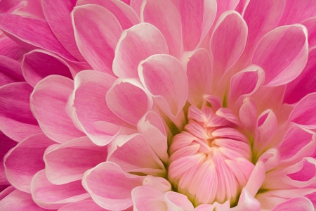 Petals - summer, petals, pink, texture, macro, skin