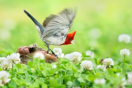 Cardinal - bird, cardinal, summer, feather, flower, red, green, wings, pasare