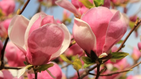 Magnolias - magnolia, spring, flower, pink, tree