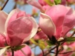 Magnolias