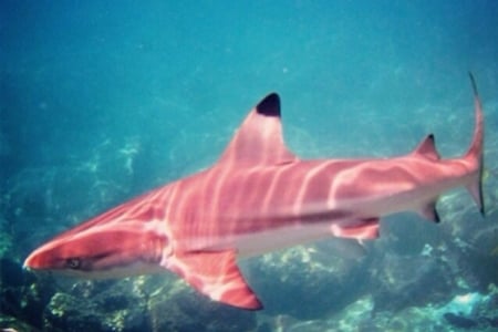 Ominous Pink Shark - animals, water, sharks, black, rare, protected, ominous, shark, pink, blue