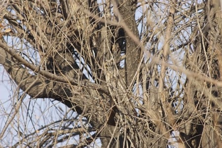 Hidden Owl - yellow eye, sky, brown, animals, tree, owl, birds