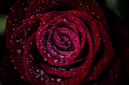 Red Rose - rose, flower, red, water drops