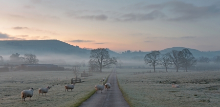 Morning fog - picture, 2017, landscape, photography