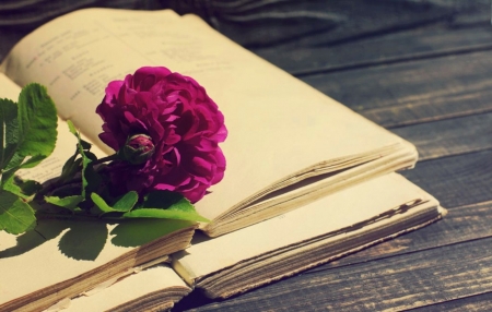 ♥ - peony, flower, purple, book