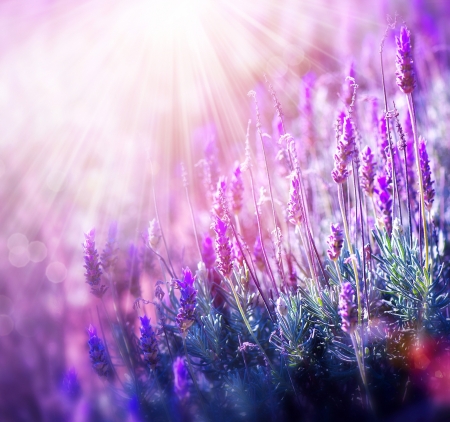 â™¥ - nature, purple, subbotina anna, soft, flowers