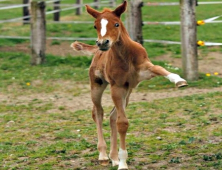 Give Me Five - outside, fence, animals, baby animals, white, horses, colt, brown, grass, cute