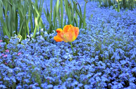 Forget Me Not With Orange Tulip In Meadow