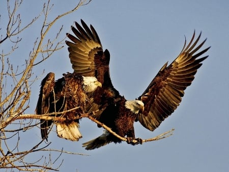 Bald Eagles - eagle, birds, branch, animal, bald