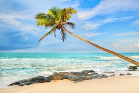 Palm Tree on Tropical Beach - beaches, nature, ocean waves, palms, sand, sea