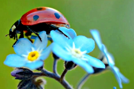 Forget Me Not Flowers With Ladybug - black, white, ladybug, nature, yellow, forget-me-not, red, blue, flowers