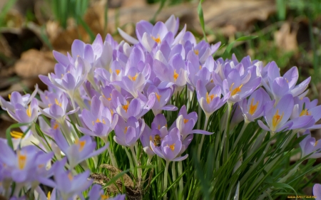 Crocuses and Bee - crocuses, bee, blue, flowers, spring