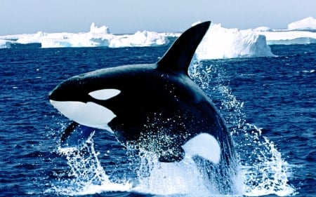 killer whale - whale, killer, ocean, orca