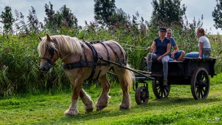 Horse and Wagon - animal, horse, people, wagon