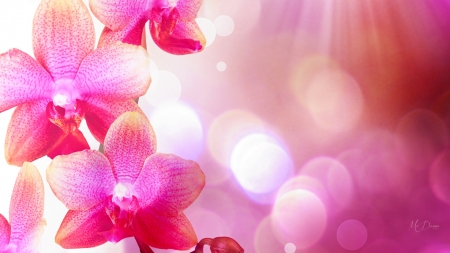 Pink Orchids Bright