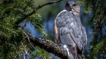 Orzel - orzel, konar, drzewo, iglaki