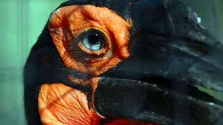 Southern Ground Hornbill - animals, southern, blue eyes, hornbill, orange, black, ground, birds