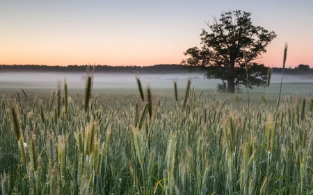 Misty Cornfield in Latvia - cornfield, tree, latvia, mist