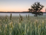 Misty Cornfield in Latvia