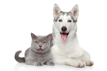 Friends - paw, couple, tongue, cat, pet, pisica, caine, white, doc, grey, animal, cute, friend