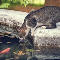 Garden Cat