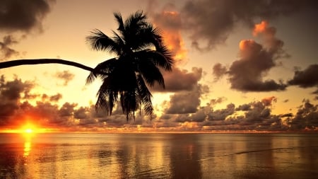 Summer Sunset - scenery, beach, tree, cloud