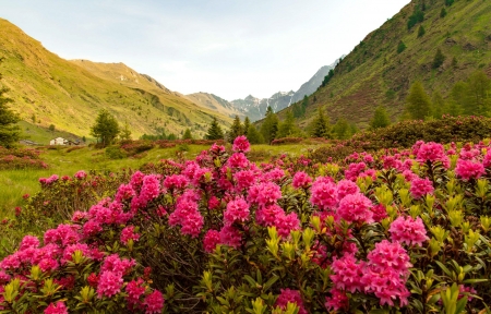 Mountain wildflowers - pretty, hills, summer, beautiful, grass, lovely, mountain, wildflowers, hut