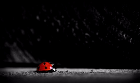 Ladybug - Animals, Red, Black, Other, Ladybug