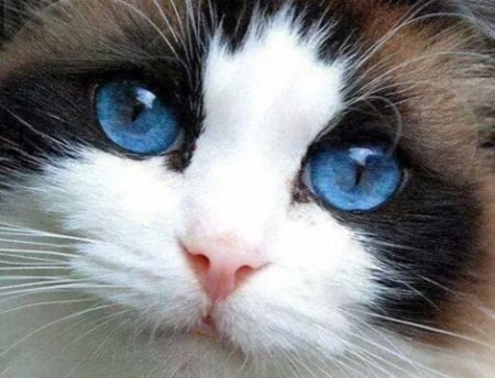 Heavenly Eyes - animals, blue, eyes, cats, kitten