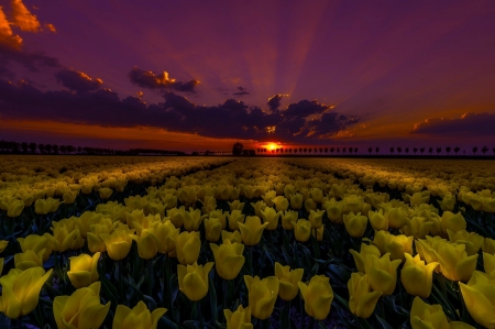 Yellow Tulips - sky, tulips, night, flowers, sunset