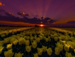 Yellow Tulips