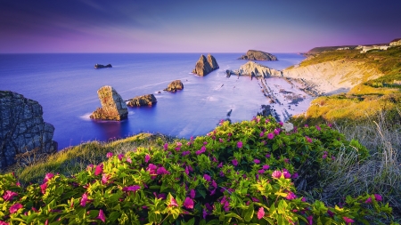 Spanish Coast - flowers, nature, coast, beach, sea, rocks