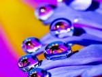 Purple flower with drops