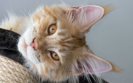 Cat - animal, pisica, maine coon, eyes, cat