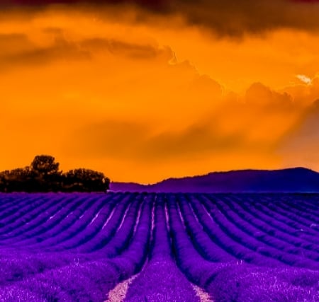 Lavender  field - nature, purple, field, sky, Lavender