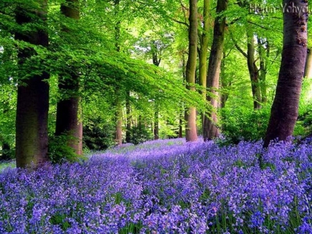 Flower field - purplr, forest, nature, tree