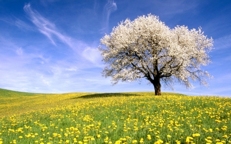 Lonely tree - field, flower, nature, tree