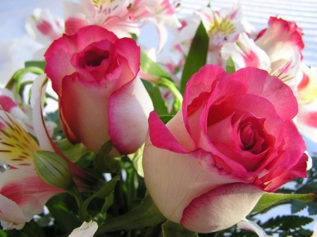 Pretty roses - rose, flower, petal, pink